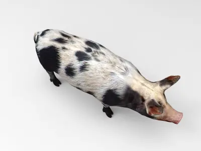 gray black Pig Rigged  Animated 3D model Low-poly 3D model