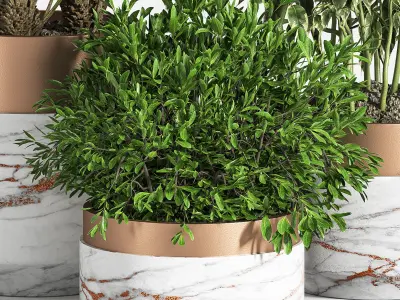 Indoor Plant Set 16 3D model