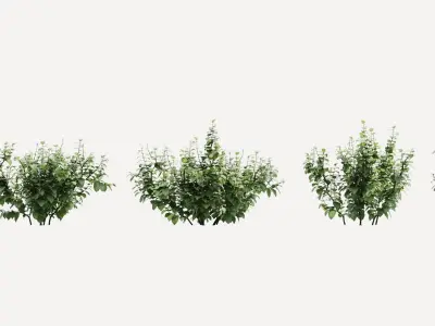 Isotoma hibiscus plant 3D model