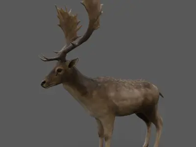 Fallow Deer Male Low-poly 3D model
