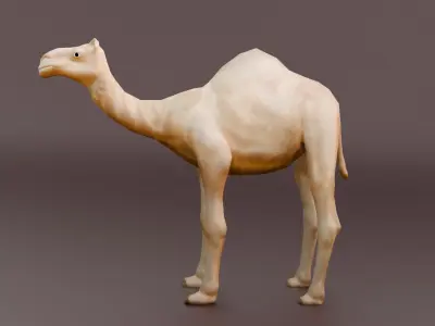 Game Ready Low Poly Camel 3D Model Low-poly 3D model