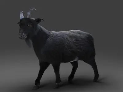 Fur Goat 05 Rigged in Blender  Low-poly 3D model