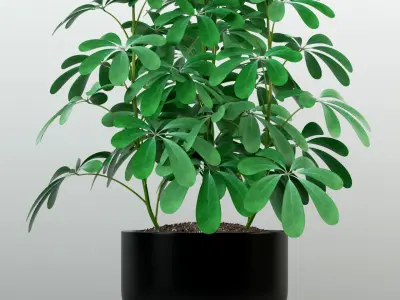 Plants collection 79 Modernica pots 3D model