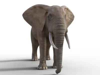 realistic Rigged Elephant  3D model
