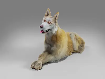 Fur Big Dog Yellow  No Rigged Low-poly 3D model