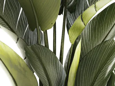 Beautiful Strelitzia and Ravenala plant in a flower pot 1328 3D model