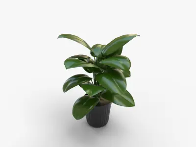 Peace Lily In Grower Pot Low-poly 3D model