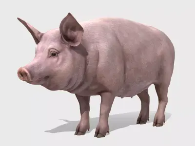 Pig - Female Low-poly 3D model