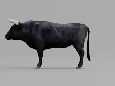 Spanish Bull Cattle Animal Low-poly 3D model