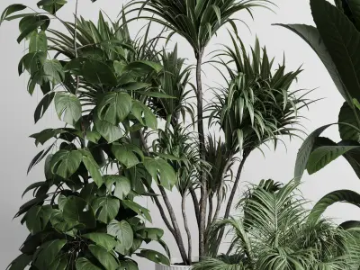 indoor plant plam ficus rubbery monstera concrete vase 3D model