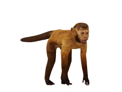 Capuchin Monkey Low-poly 3D model