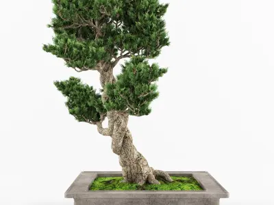 Bonsai tree 04 3D model