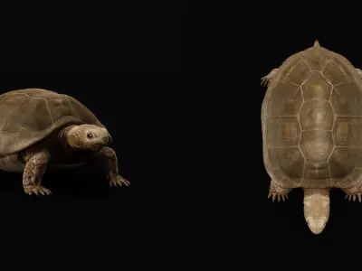 Asian Giant Forest Tortoise Low-poly 3D model