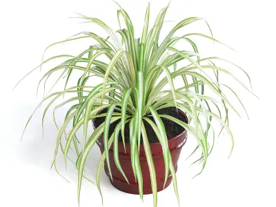 Spider Plant III 3D model