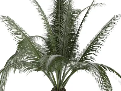 House Plant 29 3D model