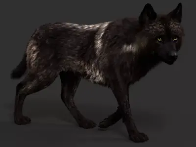Black Timber Wolf FUR Animated 3D model