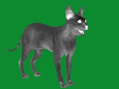 White Kitten Oriental Cat Low-poly 3D model