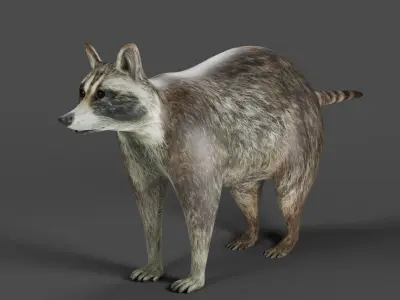 Raccoon Rigged Animation in Blender  Low-poly 3D model