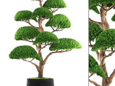 bonsai tree 3D model