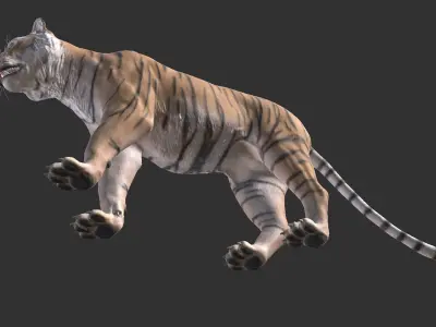 Tiger Low-poly 3D model 6