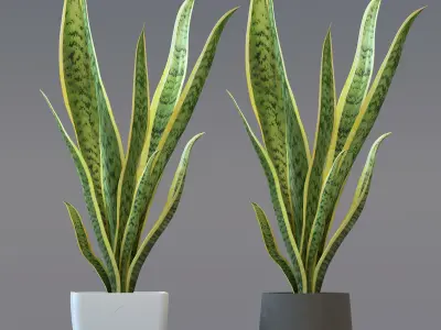 Snake Plant - Dracaena trifasciata 3D model