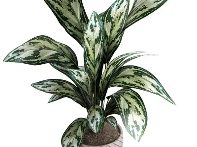 indoor plant 050 3D model