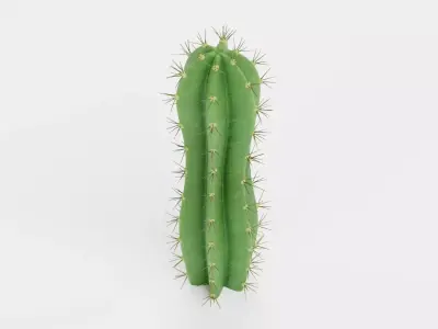 San Pedro Cactus Low-poly 3D model