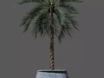 Palm tree in a pot 3D model