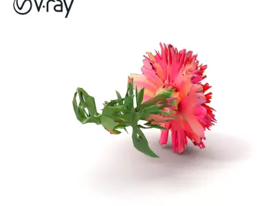 Aster Flower Spectrum Realistic 3D Model Pack Low-poly 3D model