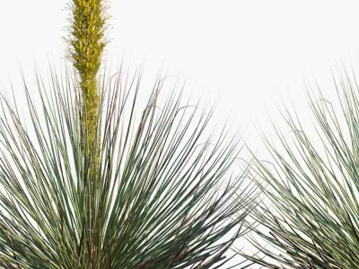 Plant in pots 41 3D model