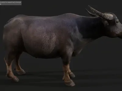 1PBR2film3 and4 television5buffalo6old ox7 bull8 livestock9  Low-poly 3D model