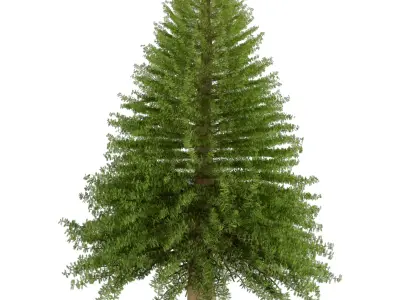 Pine Tree 3D model