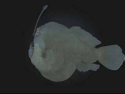 Luminous Predator Bioluminescent Creature Model 3D model