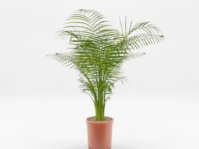 Collection-3 of House Plant 3D Models - 11 Models