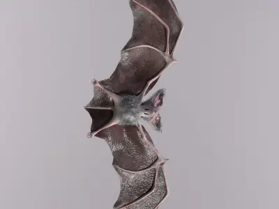 Bat Animated Low-poly 3D model
