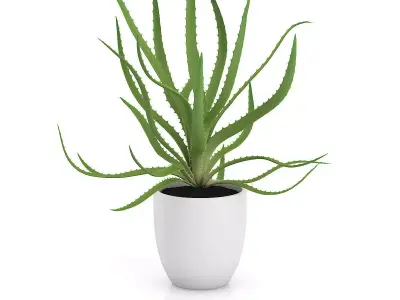 Aloe in White Pot 3D model