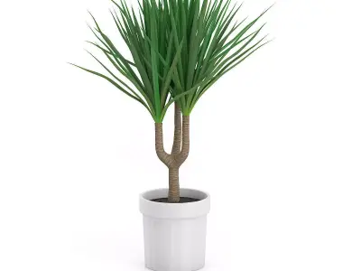 Palm Tree in Round Pot 2 3D model