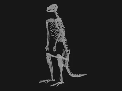 Kangaroo skeleton 3D model