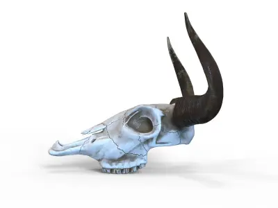 Bull skull with horns Low-poly 3D model