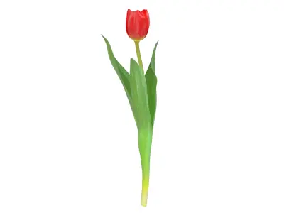 Tulip red 3D model