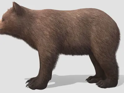 BEAR - CUB Low-poly 3D model
