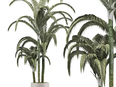 Plants Collection 136 Big Palm 3D model