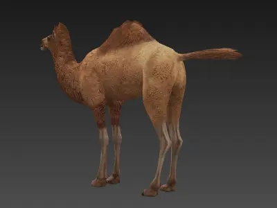 camel Low-poly 3D model
