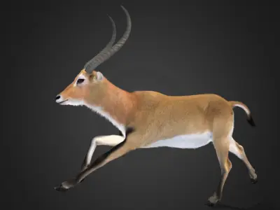 Lechwe Antelope Realistic Animated 3D model
