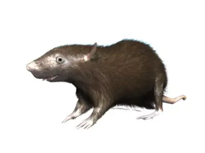 RAT LOWPOLY Low-poly 3D model