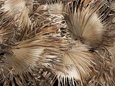 Wall decor made from dry branches of palm leaves 311 3D model