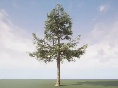 Conifer Tree 003 3D model