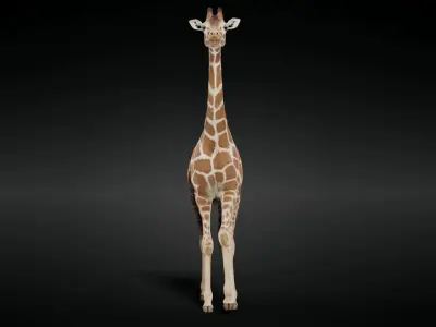 Giraffe Animated 3D model