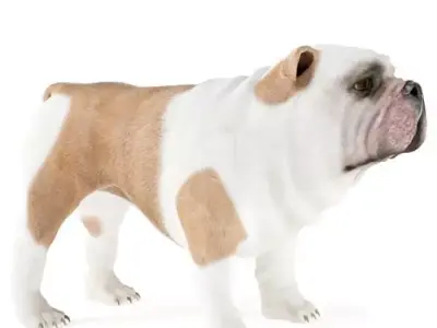 DOG 3D MODEL bulldog figurine - english bulldog Low-poly 3D model