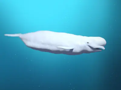 Beluga Whale 3D Model Demo - Rigged - PBR Low-poly 3D model